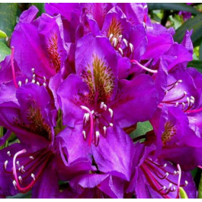 Rhododendron 
