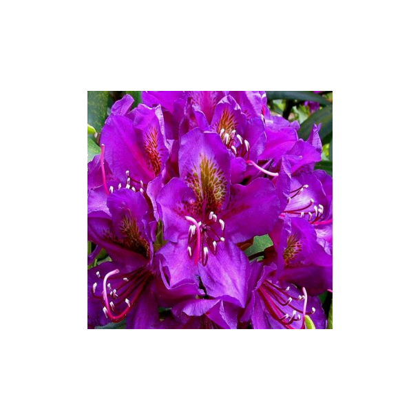 Rhododendron "Marcel Mnard"