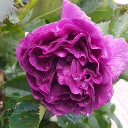 Rose 'Minerva'