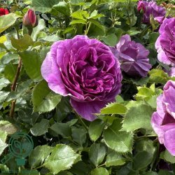 Rose 'Minerva'