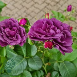 Rose 'Minerva'