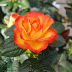 Rose 'My Story'