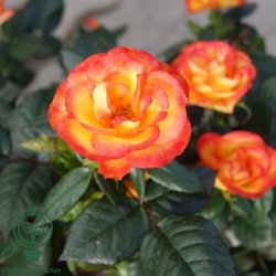 Rose 'My Story'