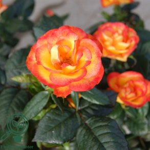 Rose 'My Story'