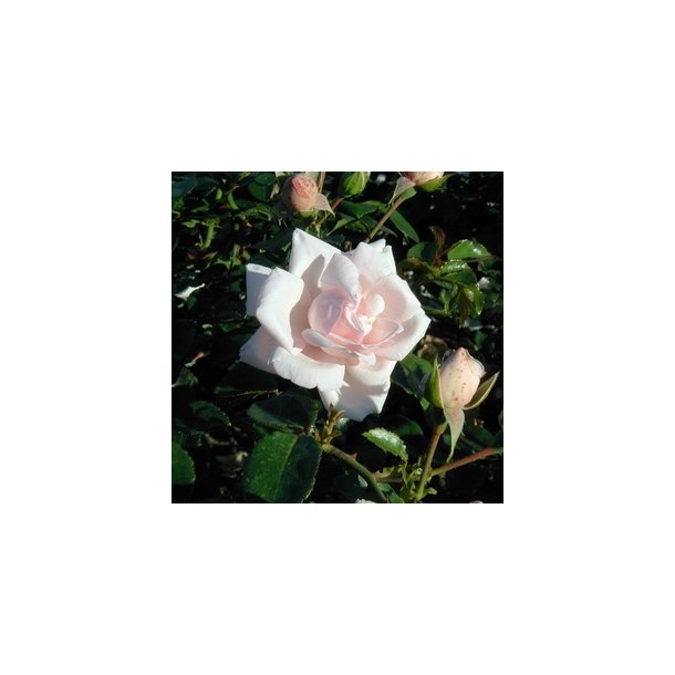 Rose "New Dawn"