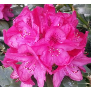 Rhododendron 