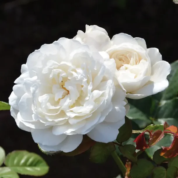 Rose 'William &amp; Catherine'