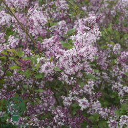 Syren (Dv�rg) 'Palibin'