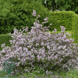 Syren (Dv�rg) 'Palibin'