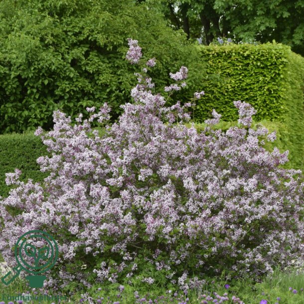 Syren (Dv�rg) 'Palibin'