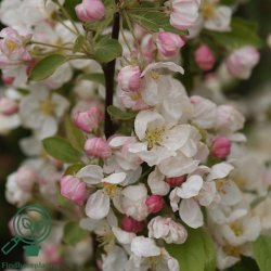 Paradis�ble "Evereste"