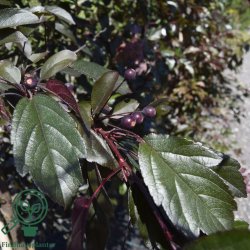 Paradis�ble "Freja"