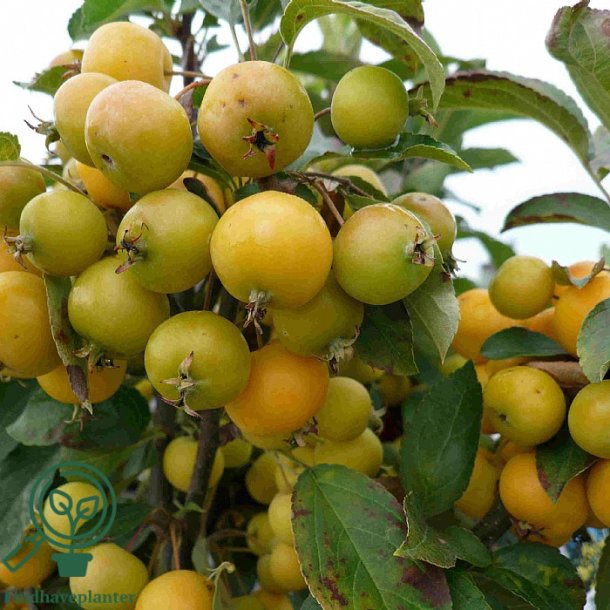 Paradis�ble "Golden Hornet"