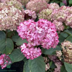 Hortensia "Pink Annabelle"