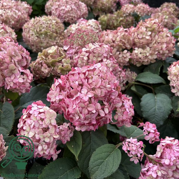 Hortensia "Pink Annabelle"