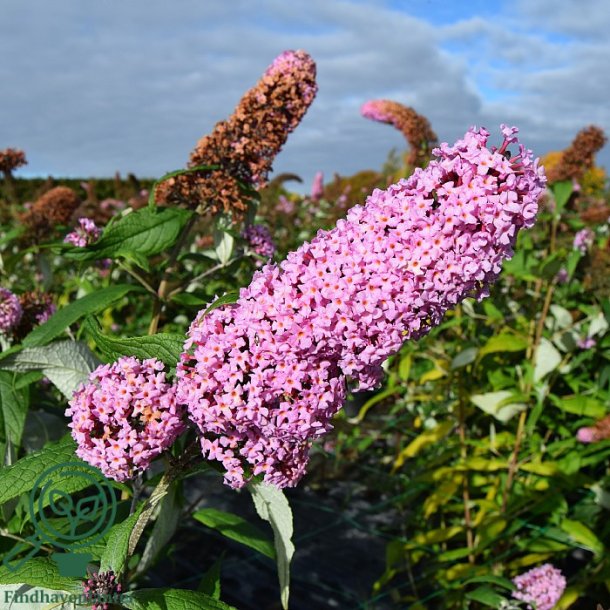 Buddleja "Pink Delight"