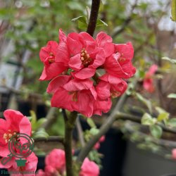 Japansk kv�de "Pink Lady"