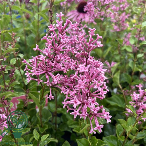 Syren (Dv�rg) 'Pink Perfume'