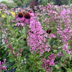 Syren (Dv�rg) 'Pink Perfume'