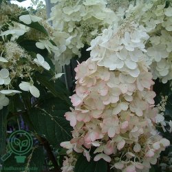 Hortensia "Pinky Winky"