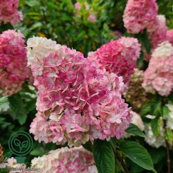Hortensia "Pinky Winky"
