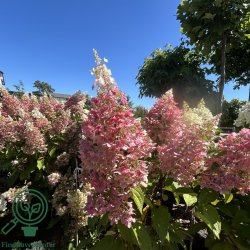 Hortensia "Pinky Winky"