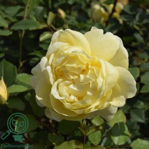 Rose 'The Poet's Wife'