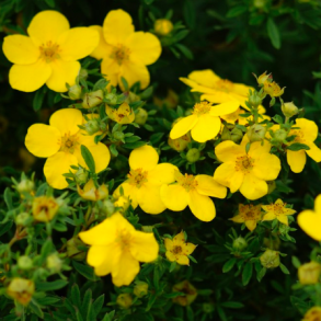 Potentilla 