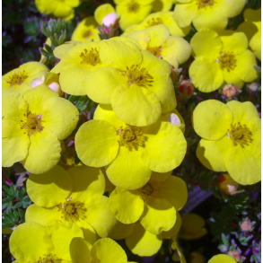 Potentilla 