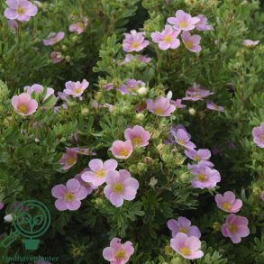 Potentilla Lovely Pink Bdt/10stk