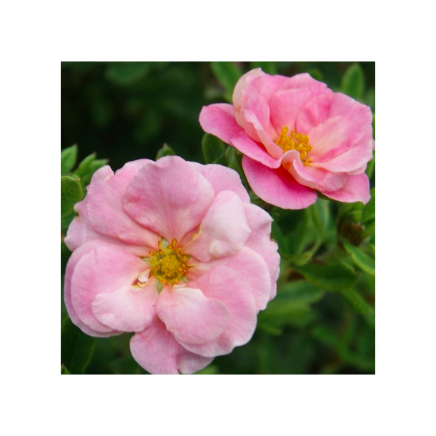 Potentilla "Pink Paradise"