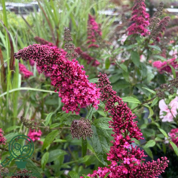 Buddleja "Prince Charming"