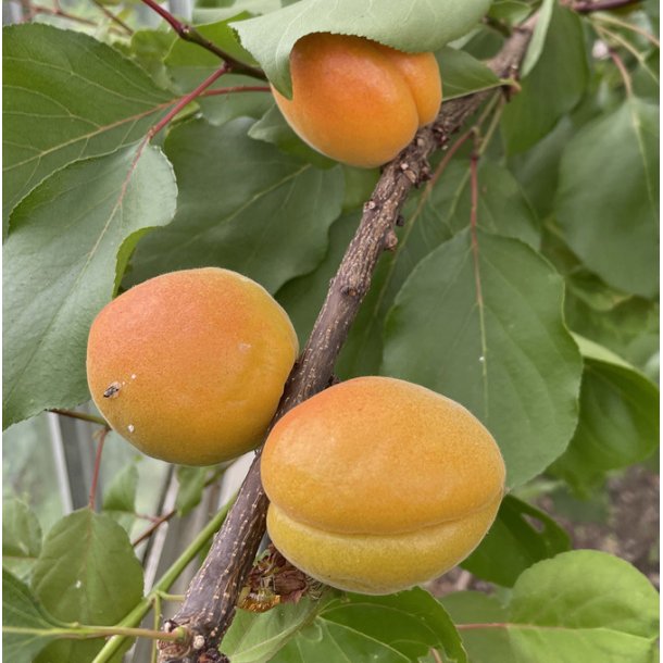 Abrikos 'Orangered'