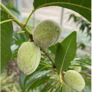 Mandel 'S�dmandel'