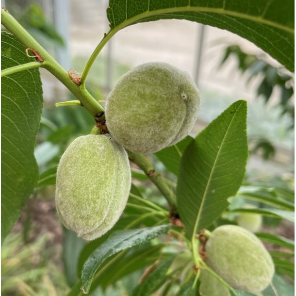 Mandel 'S�dmandel'