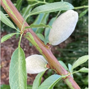 Mandel 'Ferskenmandel'