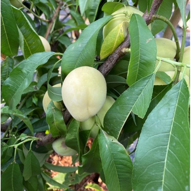 Fersken 'Hvid Fersken'