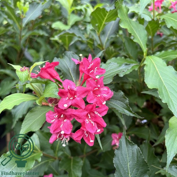 Klokkebusk "Red Prince