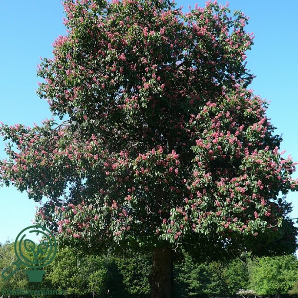 Hestekastanje, r�d "Briotii"