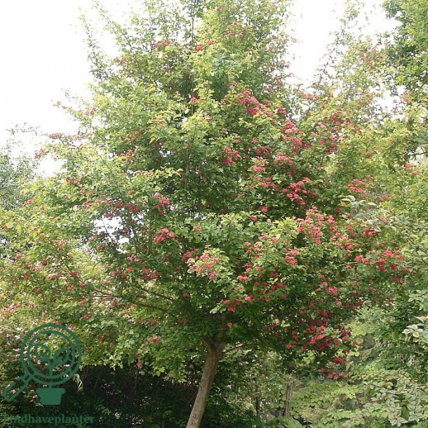 Tj�rn "r�dtj�rn Pauls Scarlet"