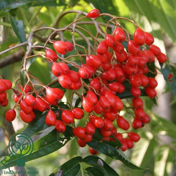 R�nnetr� "Dodong"