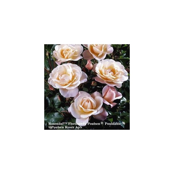 Rose "Rosendal"