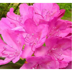 Rhododendron 