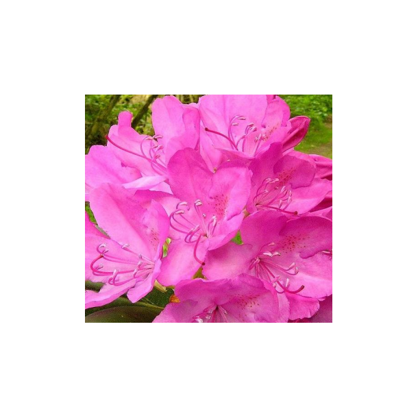 Rhododendron "Roseum Elegans"