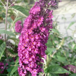 Buddleja 