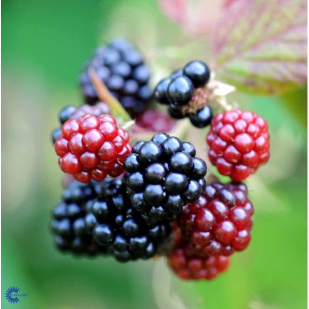 Bromb�r 'Loch Ness'