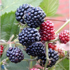 Bromb�r 'Thornfree' Espalier