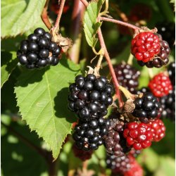 Bromb�r 'Triple Crown'