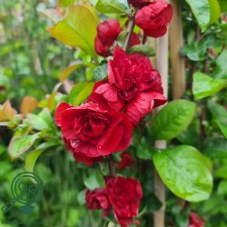 Japansk kv�de "Scarlet Storm"