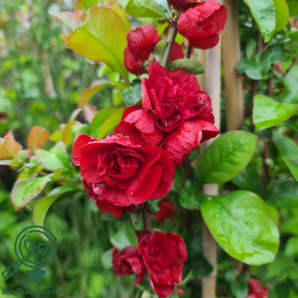 Japansk kv�de "Scarlet Storm"